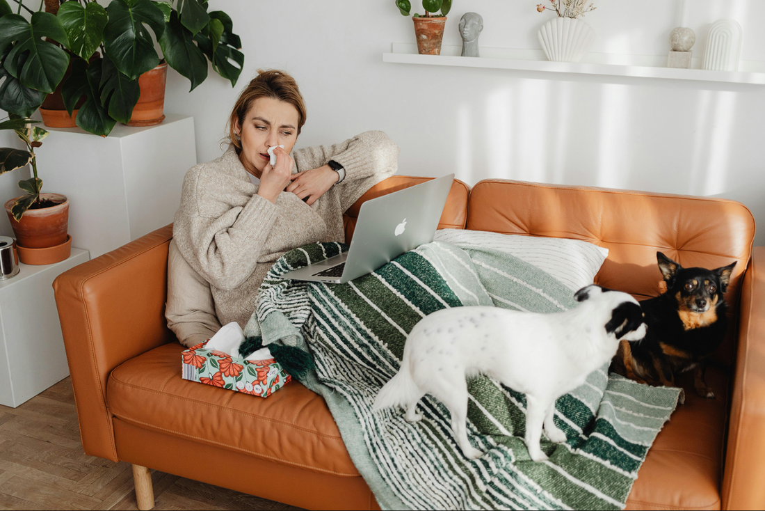 hunde die nicht haaren