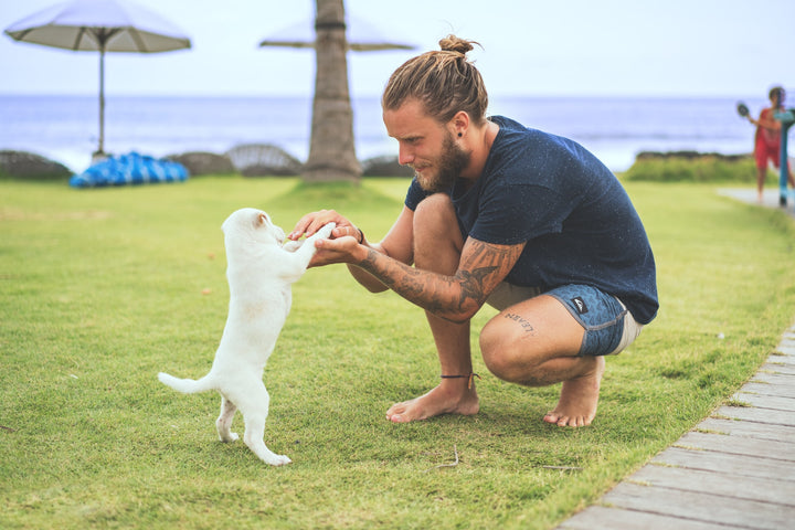 Hundetraining für Hund und Herrchen