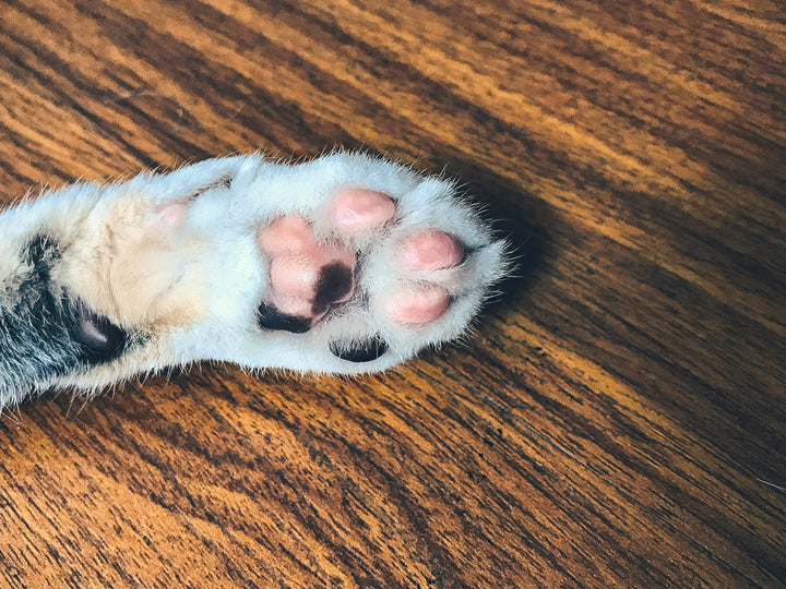 CO2 Pfotenabdruck Katze