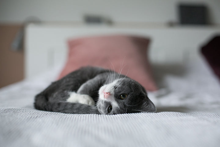 müdes Kitten schläft auf einem Bett 