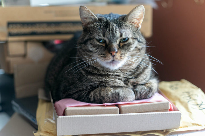 katze allergie futter