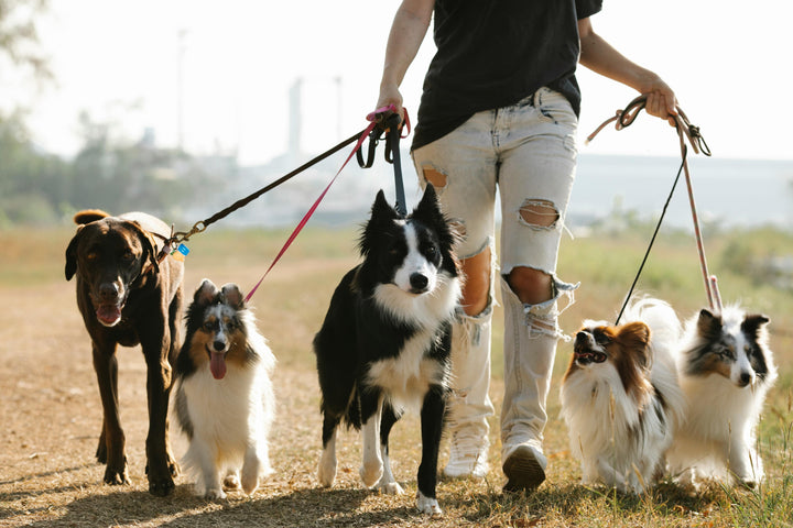 Hund Hitze Gassi Sommer