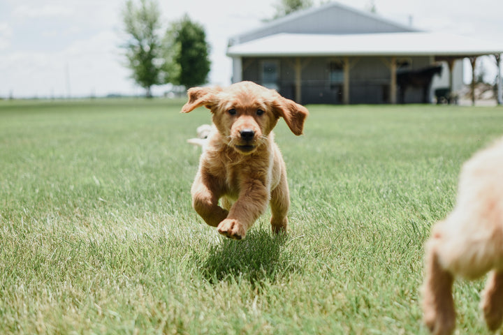 Hundewelpe laufend auf grünem Gras 