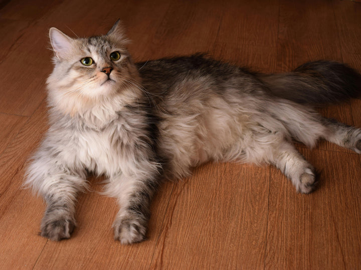 katze verweigert futter