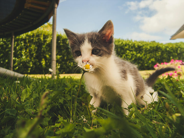 Katze draußen Zecke