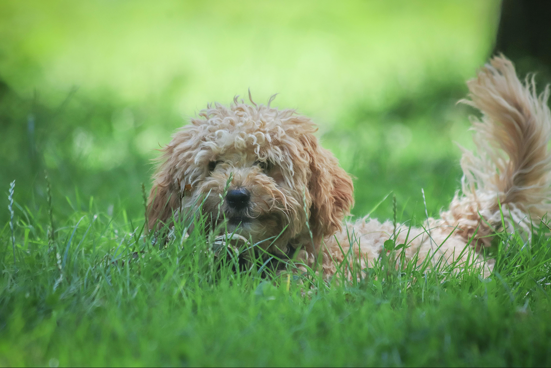 labradoodle mini