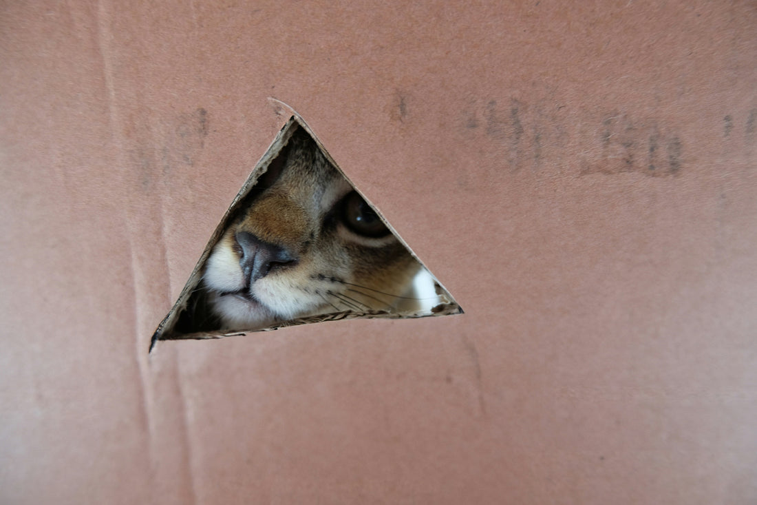 Hilfe, meine Katze hat Stress! Was hilft wirklich?