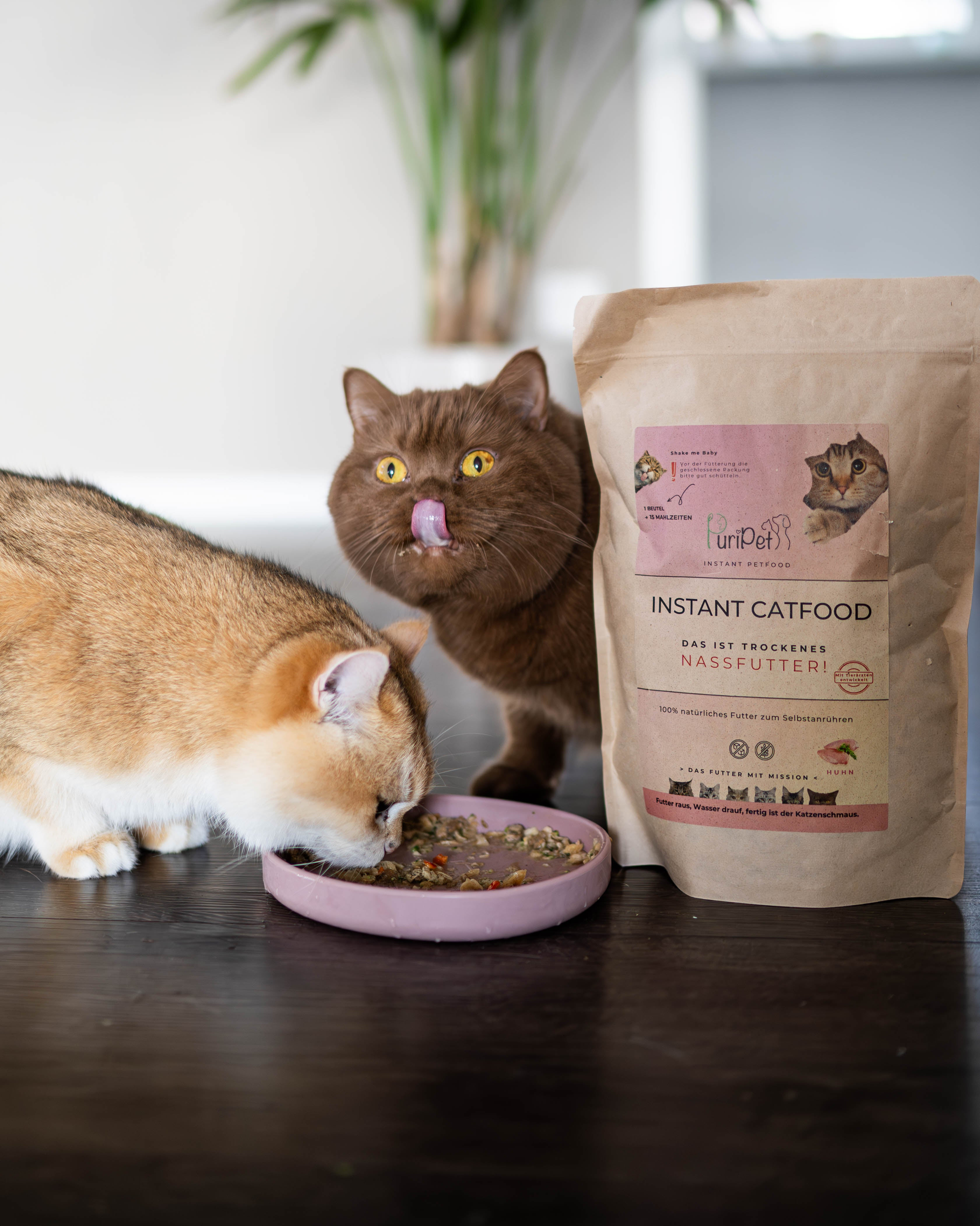 Zwei Katzen liegen neben Katzenfutter in Wolken