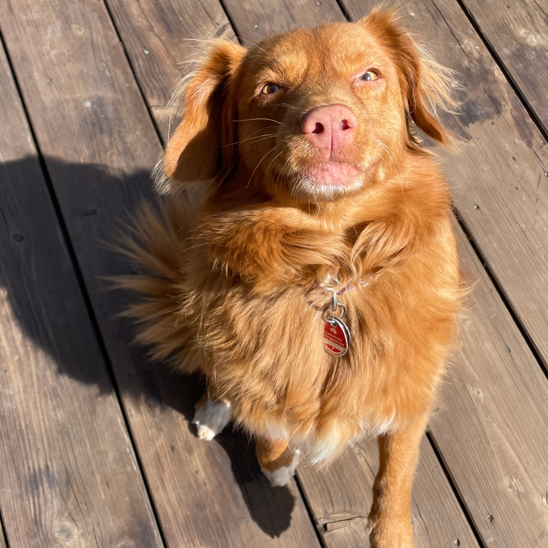 Gluecklicher Hund mit orangenem Fell und rosa Nase