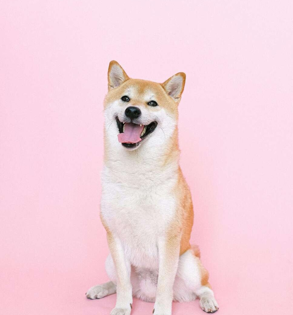 flauschiger hund vor rosa hintergrund