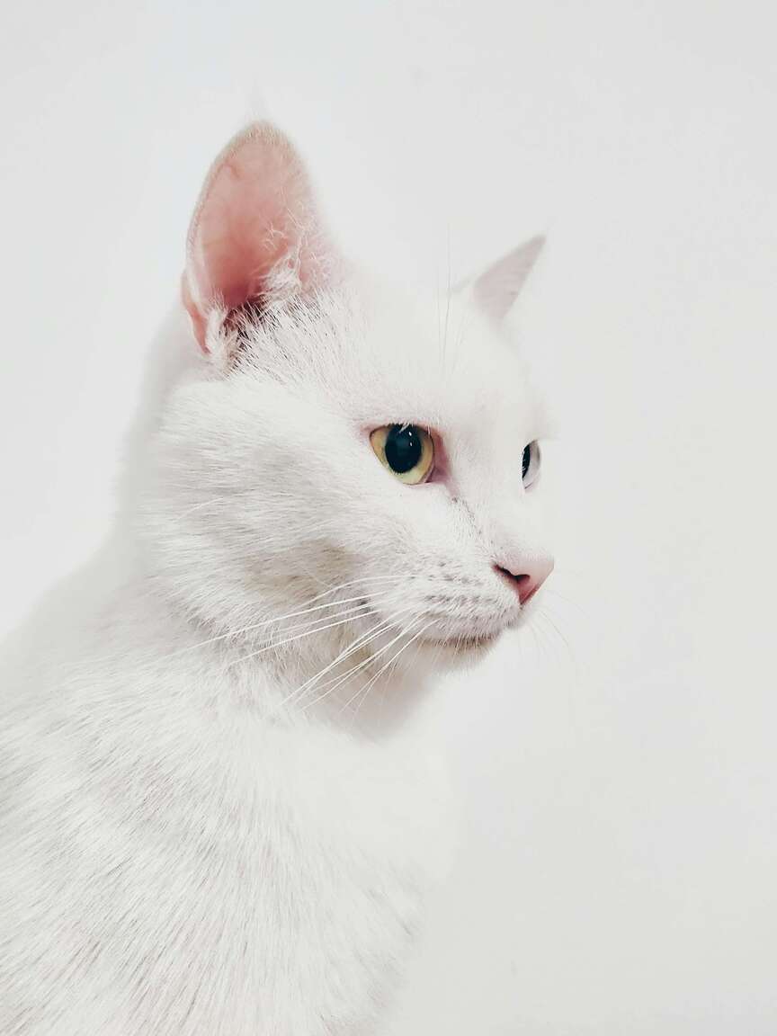 weiße katze vor weißem hintergrund