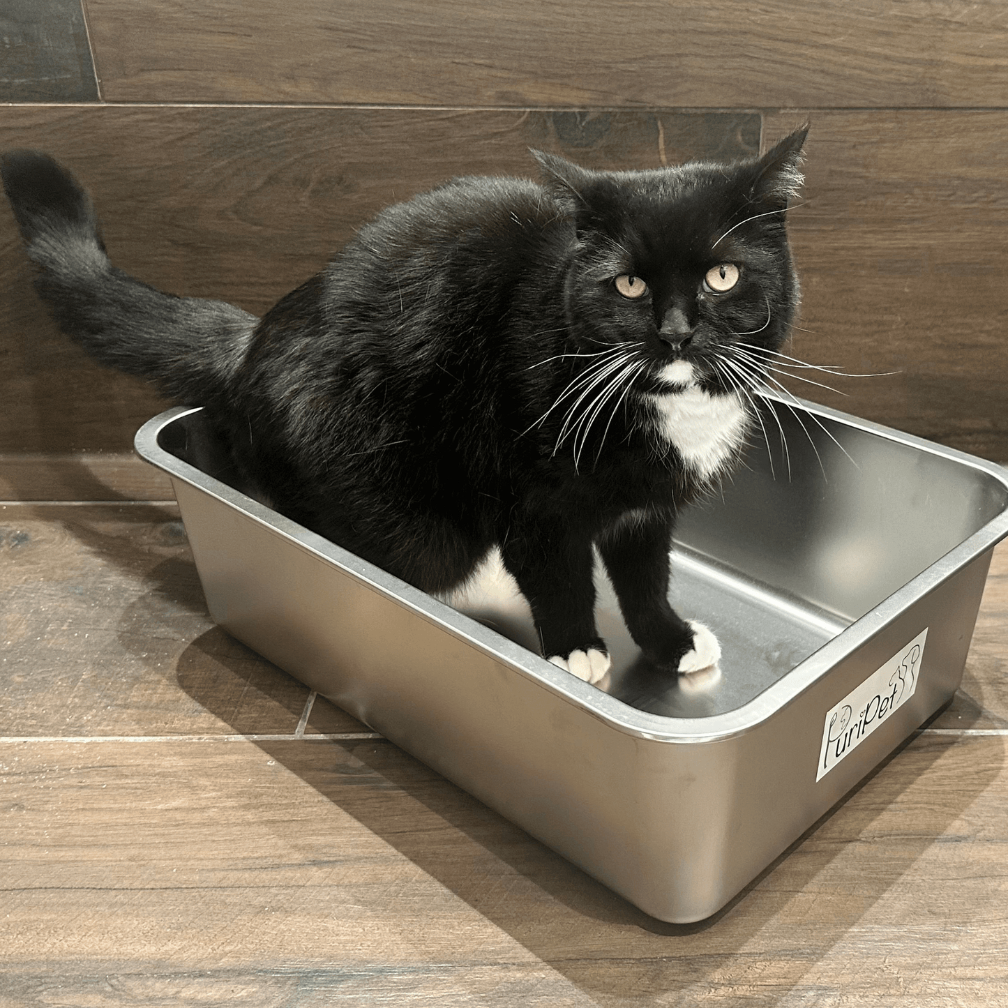 Katzentoilette Edelstahl mit Katze
