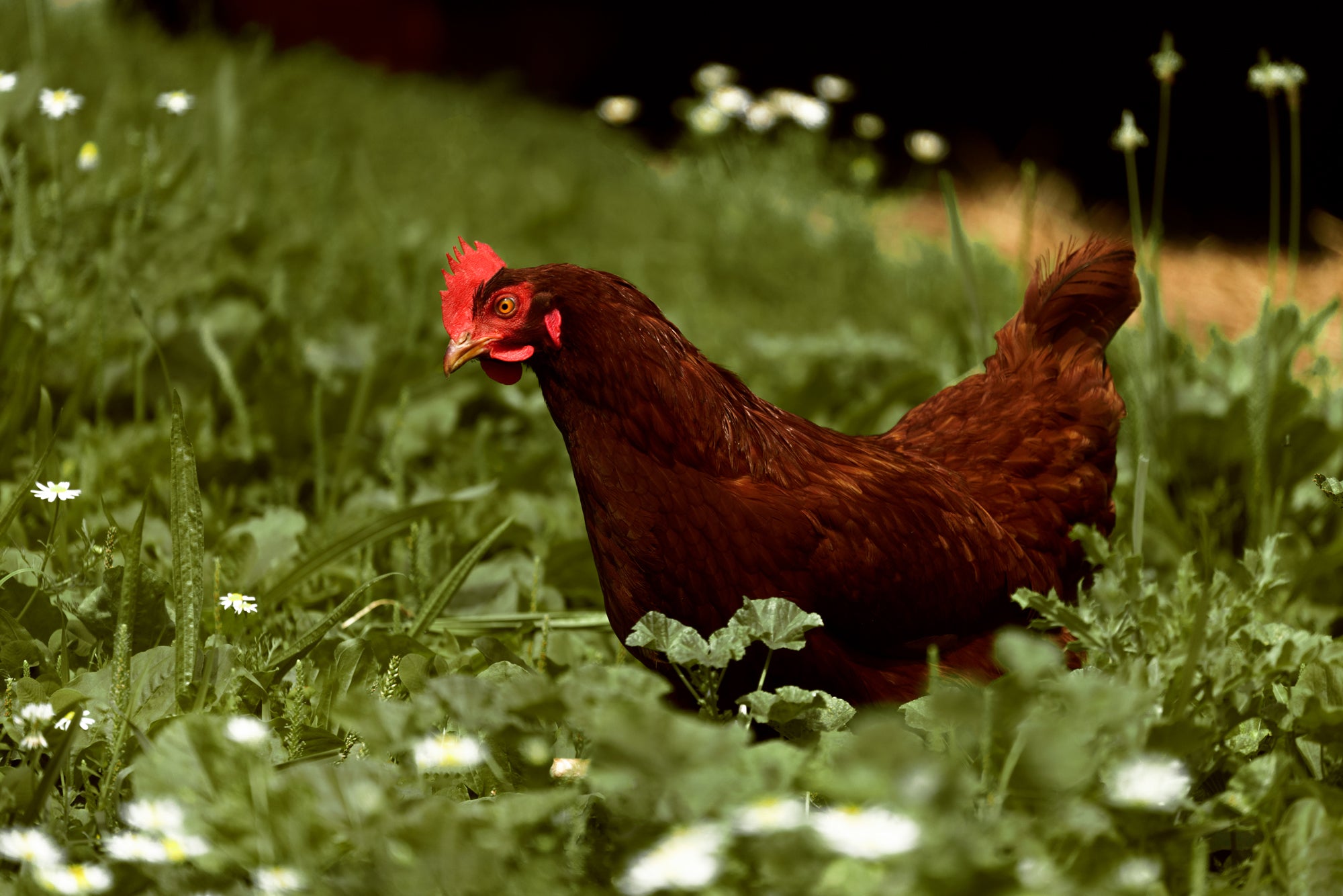 Ein braunes Huhn auf einem Feld mit Gänseblümchen 