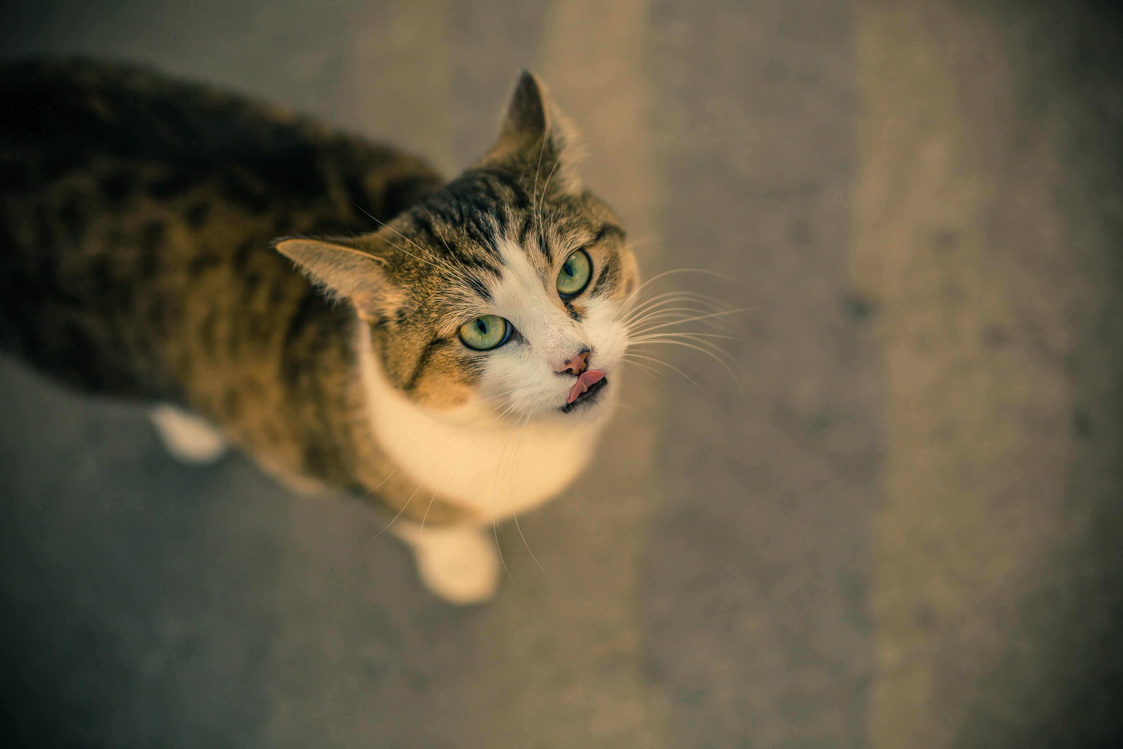 Eine Katze mit grünen Augen und gestreiftem Fell leckt sich über ihr Maul.