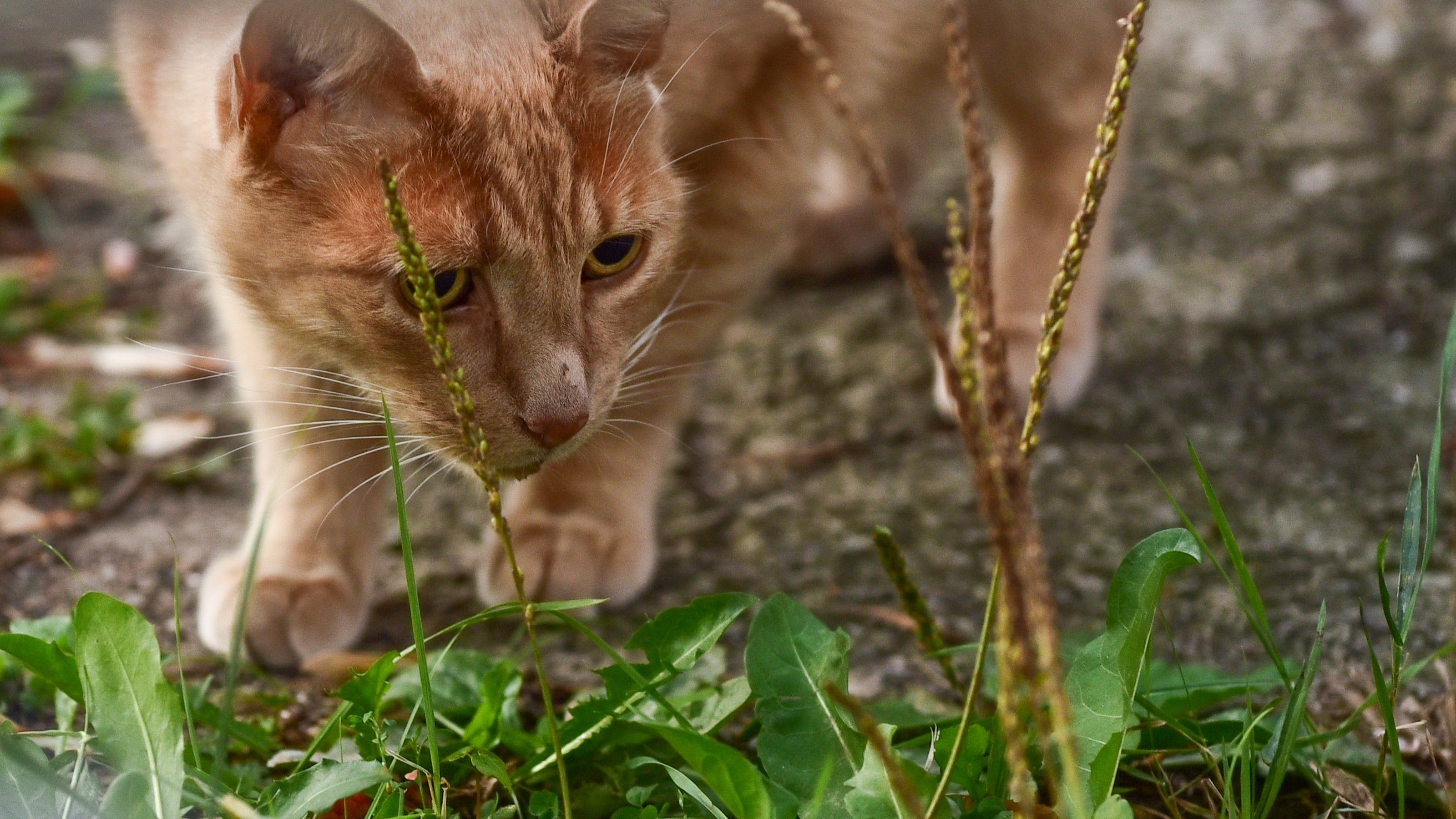 Orangene Katze läuft durch die Natur zwischen Pflanzen und Grass.